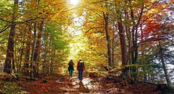 Couple walking through forest with dog