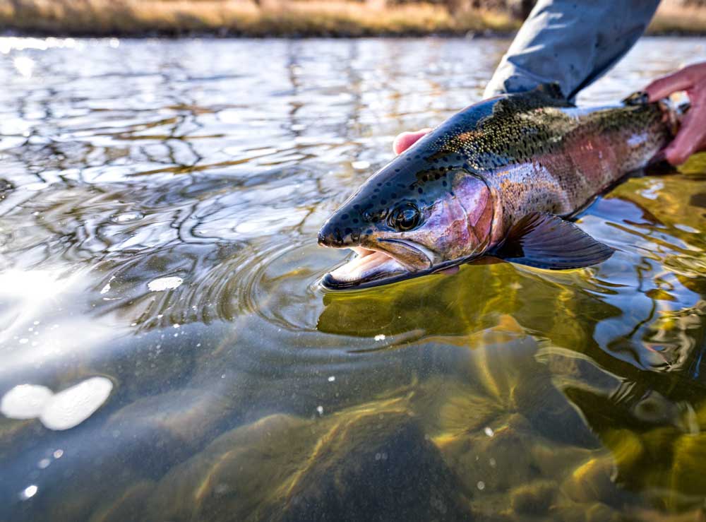 Close up of person releasing caught fish back into water