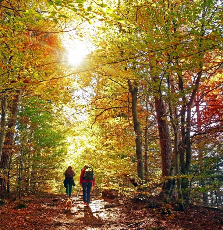 Couple walking through forest with dog