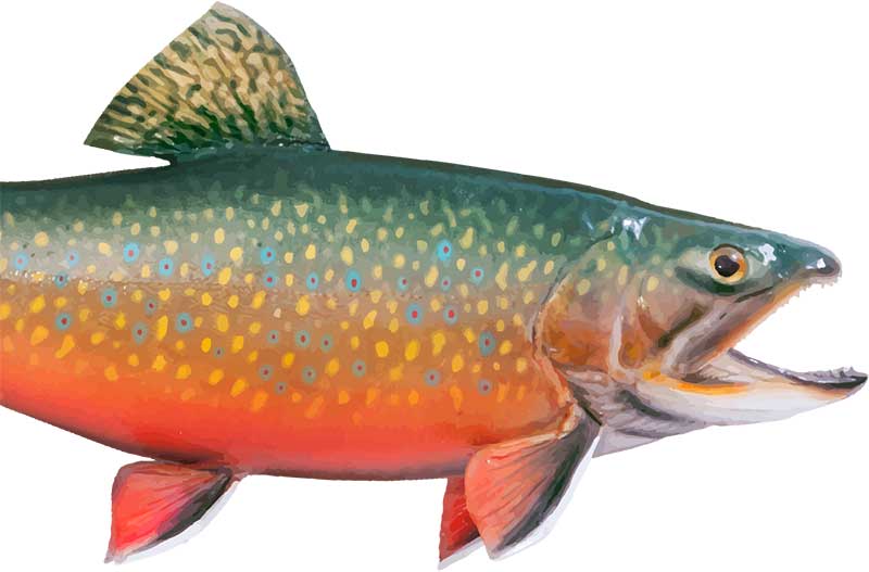 colourful red, orange and green fish