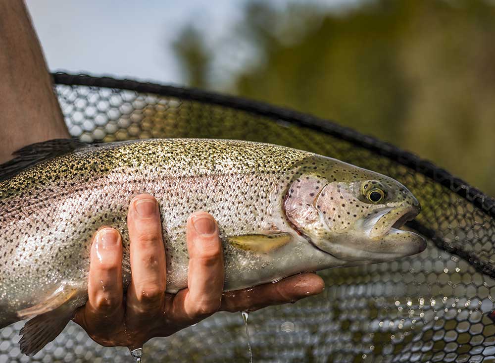 Person holding caught fish in front of net