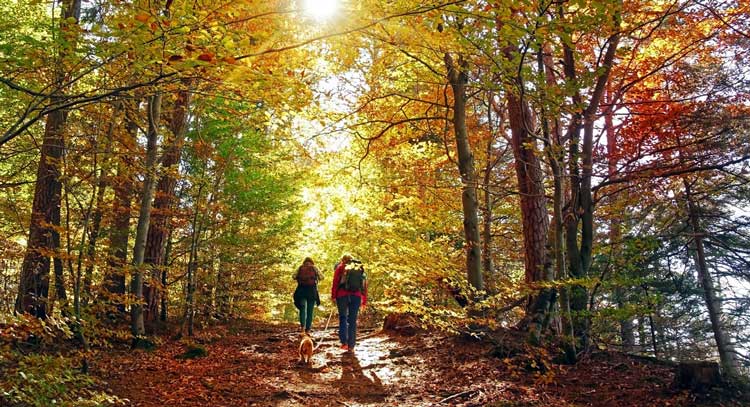 Couple walking hiking through forest with dog