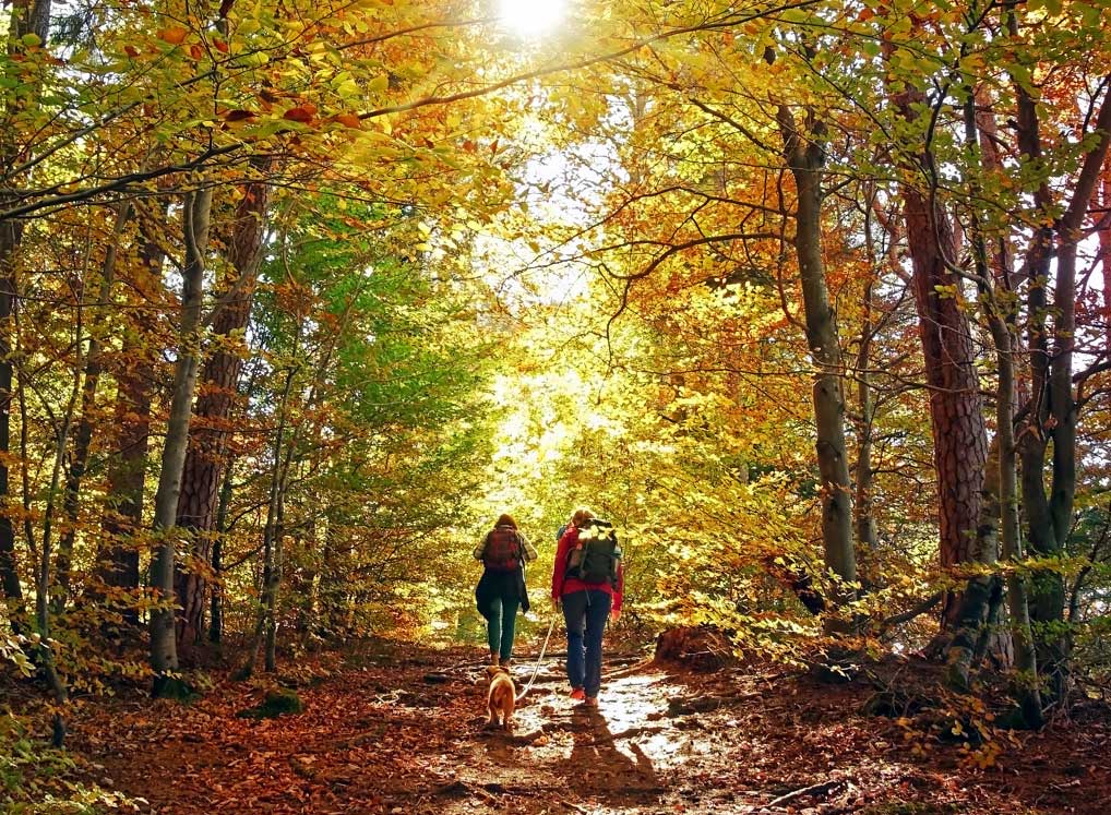 Couple walking hiking through forest with dog