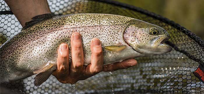 Person holding caught fish in front of net