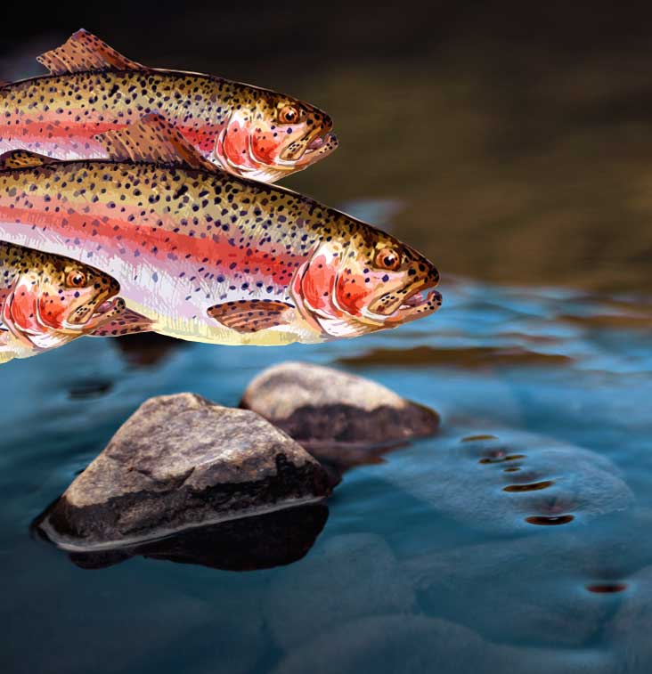 3 fish superimposed over top of photo of lake water