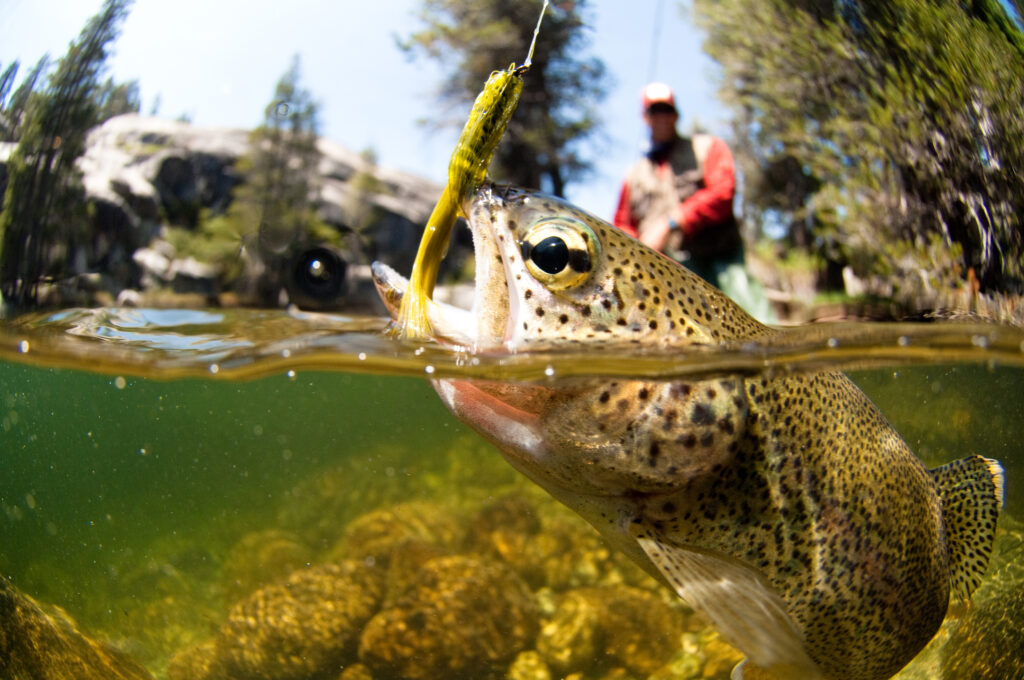 fish caught by fly fisher