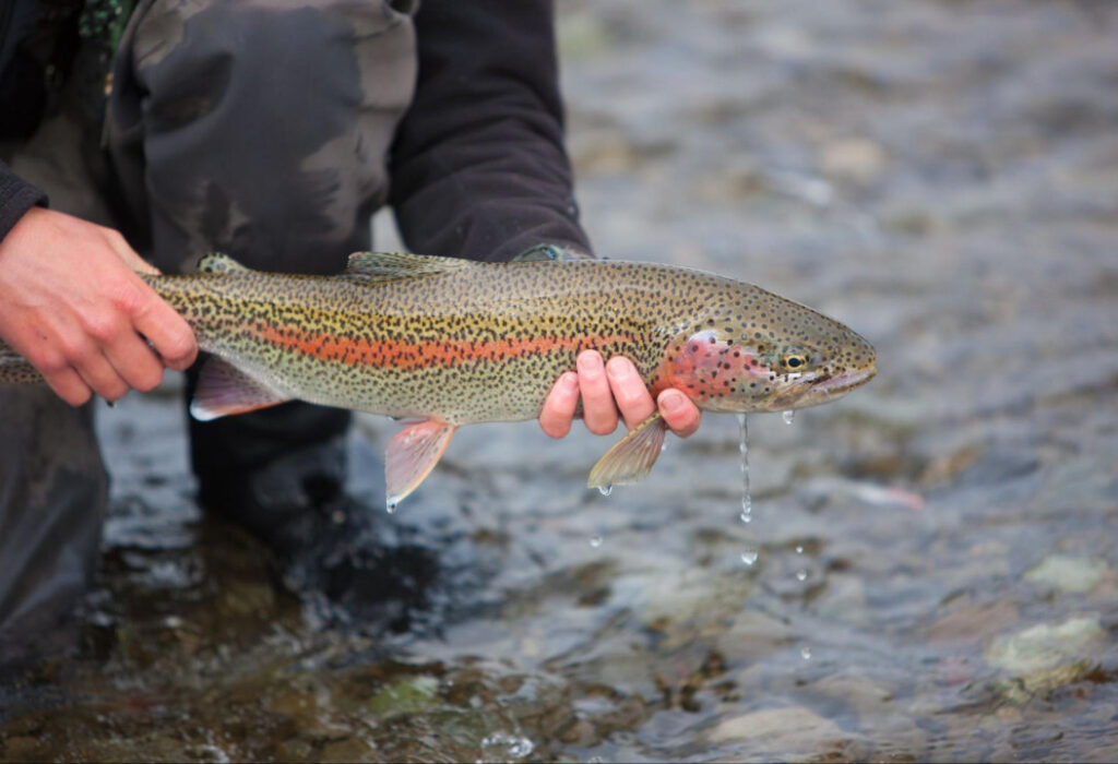 5 Fun Facts About Rainbow Trout