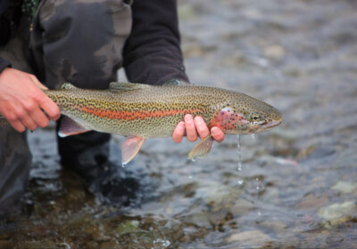 5 Fun Facts About Rainbow Trout