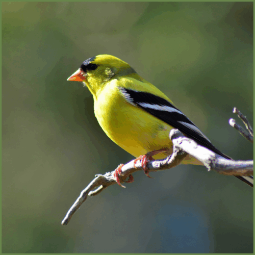 American Gold Finch American Gold Finch
