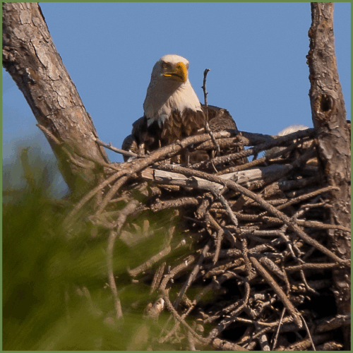 Bald Eagle Bald Eagle