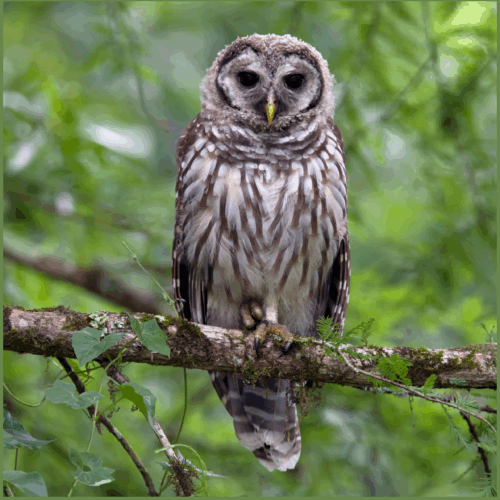 Barred Owl Barred Owl