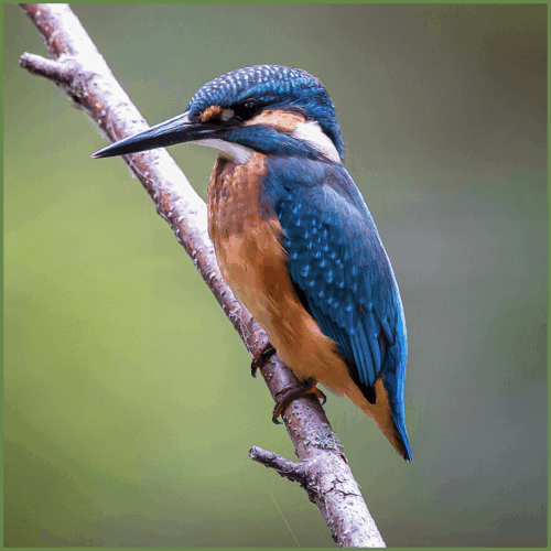 Belted Kingfisher Belted Kingfisher
