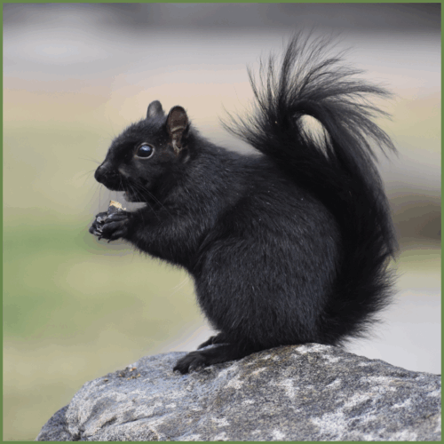 Black Squirrel Black Squirrel