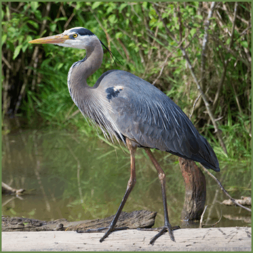Blue Heron Blue Heron