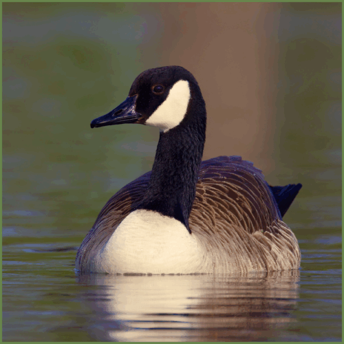 Canada Goose Canada Goose