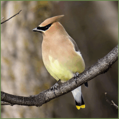 Cedar Waxwing Cedar Waxwing