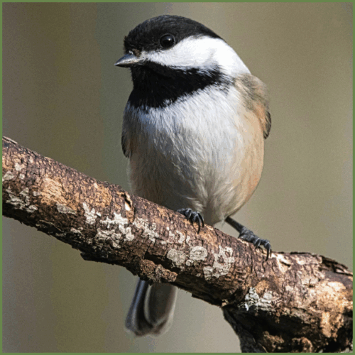 Chickadee (Black-capped) Chickadee (Black-capped)