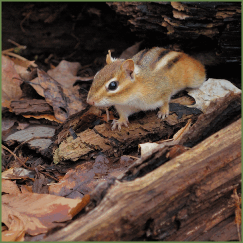 Chipmunk Chipmunk