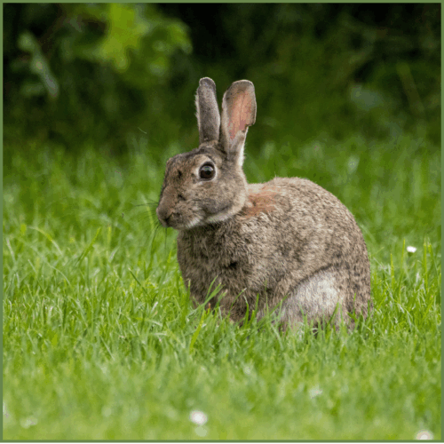 Cotton Tail Rabbit Cotton Tail Rabbit