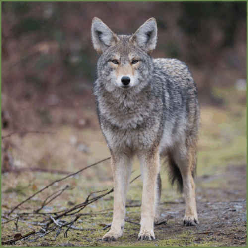 Coyote Coyote