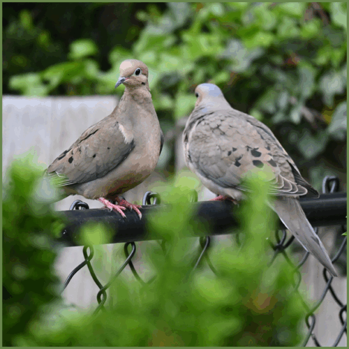 Doves (Mourning Dove) Doves (Mourning Dove)