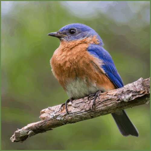 Eastern Blue Bird Eastern Blue Bird