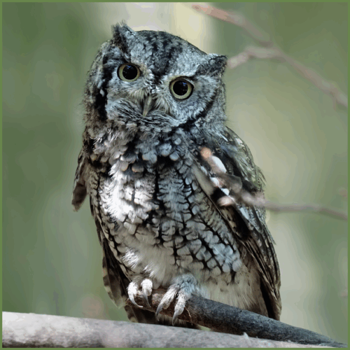 Eastern Screech Owl Eastern Screech Owl