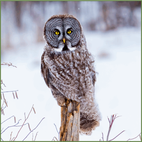 Gret Grey Owl Gret Grey Owl