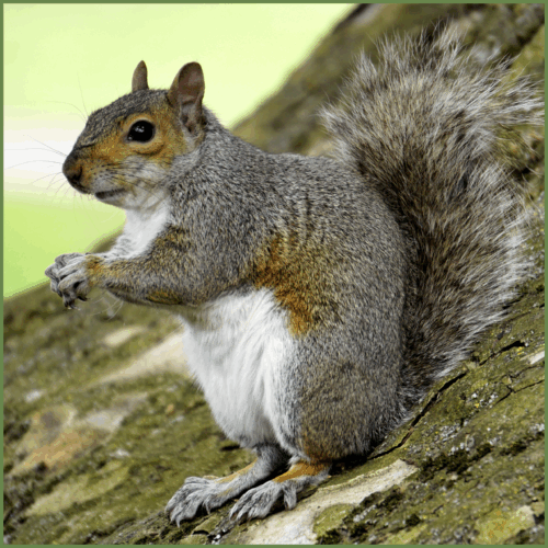 Grey Squirrel Grey Squirrel