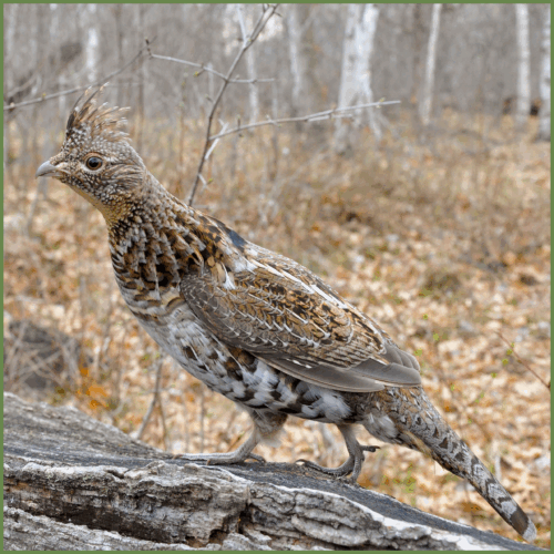 Grouse Grouse