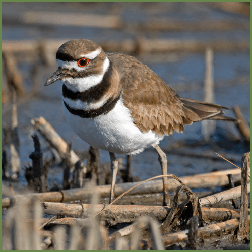 Killdeer Killdeer