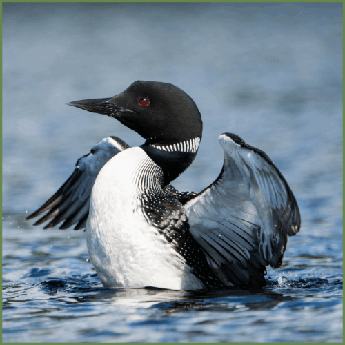 Loon Loon