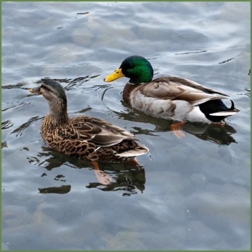 Mallard Ducks Mallard Ducks