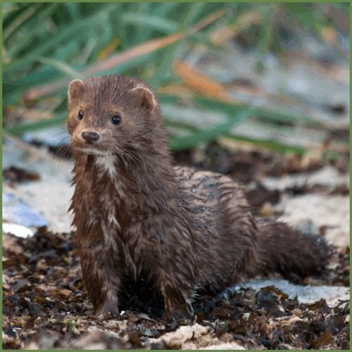 Mink Mink