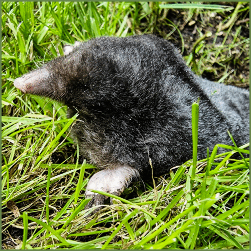 Mole Mole
