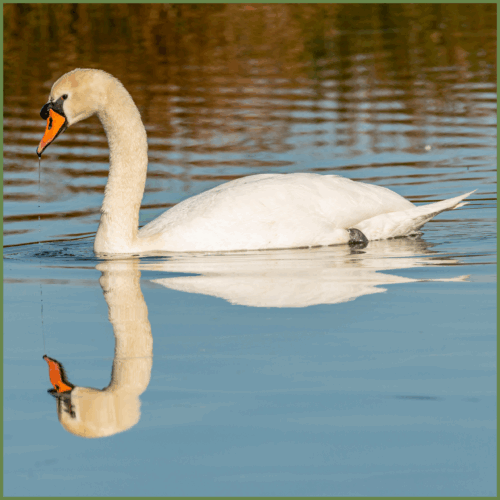 Mute Swan Mute Swan