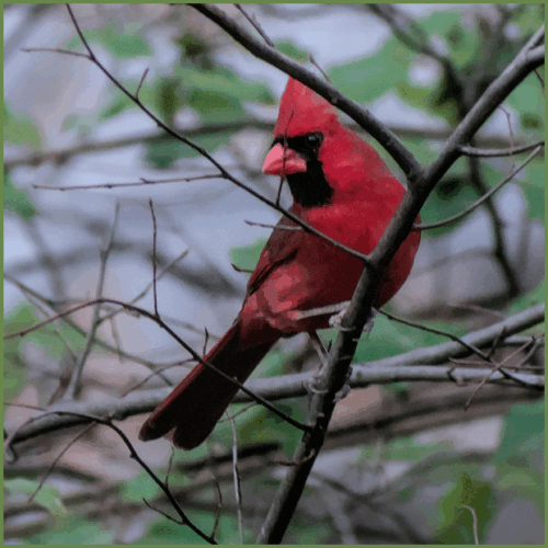 Northern Cardinal (Red Cardinal) Northern Cardinal (Red Cardinal)