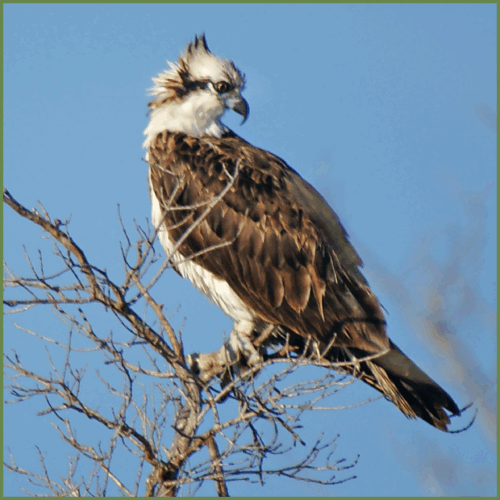 Osprey Osprey
