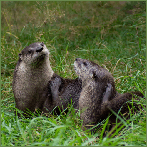 Otters Otters