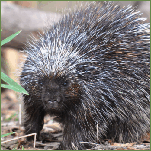 Porccupine Porccupine
