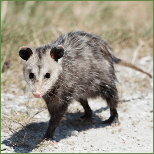 Possum Possum