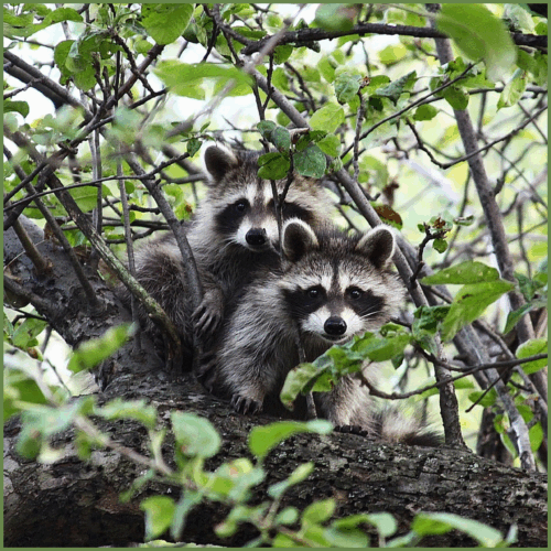 Raccoons Raccoons
