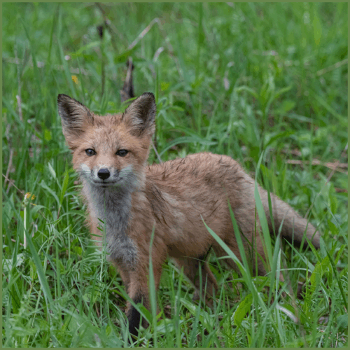 Red Fox Red Fox