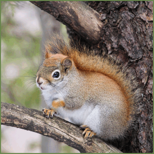 Red Squirrel Red Squirrel