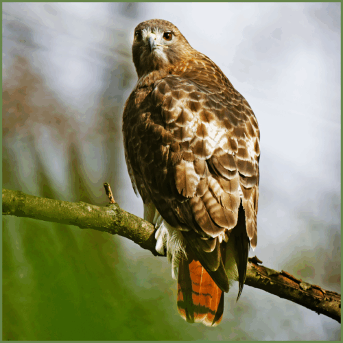Red Tail Hawk Red Tail Hawk