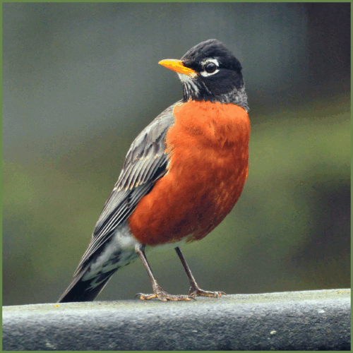 Robin (American Robin) Robin (American Robin)