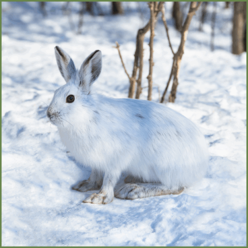 Snowshoe Rabbit Snowshoe Rabbit