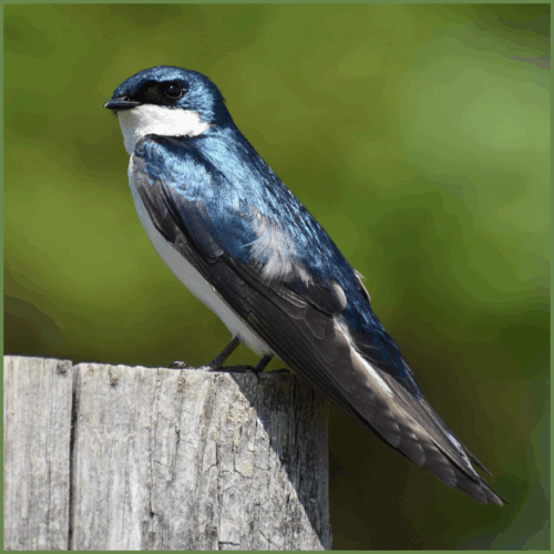 Tree Swallow Tree Swallow