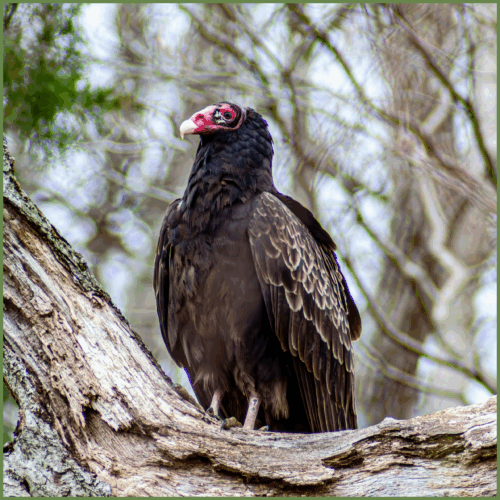 Turkey Vulture Turkey Vulture