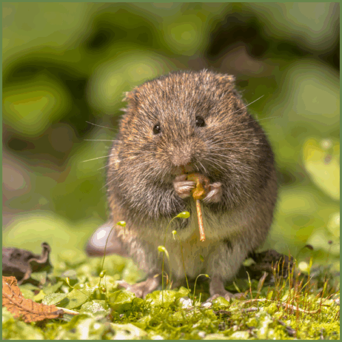 Vole Vole